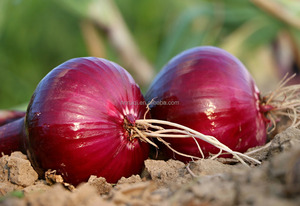 Groothandel Verse Gele Ui Grote Uien Grote Rode Uien Beschikbaar Voor Exportverkoop - Product Image 6
