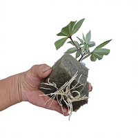 Système hydroponique d'intérieur Tenlead Green House, petits cubes en mousse phénolique pour la culture de plantes, cubes de semis.