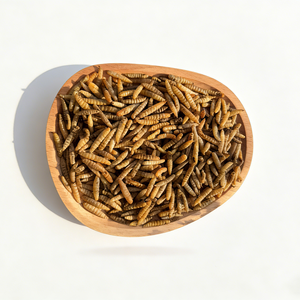 Larvas de BSF Desgrasadas y Secas, Proteína de Insectos de Alta Digestibilidad, Reemplazo de Harina de Soja para Alimentación de Cría de Tilapia, Camarones y Cangrejos en Acuicultura - Product Image 1