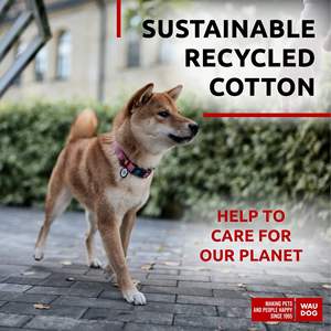 Collar para Perro Waudog, de Nailon Acolchado con Cierre de Hebilla, Talla Pequeña, para Todas las Estaciones, Estilo Moderno, Accesorio para Mascotas Caninas - Product Image 3