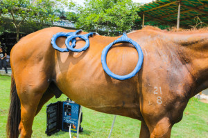 Máquina de Terapia Magnética PEMF 3 en 1 para Animales Equinos, Alivio del Dolor Muscular, 6T, Ecológica, Sin Aditivos - Product Image 6