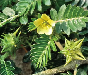 Самый продаваемый порошок экстракта трибулуса террестриса Bio-Tech Marine Genesis для взрослых, 60% сапонинов, для контроля энергии, пищевая добавка для здоровья - Product Image 4