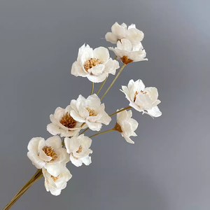 Ramo de 100g-200g de Frutos y <span class=keywords><strong>Flores</strong></span> de Ginkgo Naturales Frescos, Hechos a Mano por Zheng Ding, para Decoración de Graduación DIY - Product Image 3