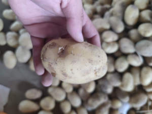 Pommes <span class=keywords><strong>de</strong></span> <span class=keywords><strong>terre</strong></span> fraîches <span class=keywords><strong>de</strong></span> la nouvelle récolte 2025 <span class=keywords><strong>de</strong></span> Chine, pommes <span class=keywords><strong>de</strong></span> <span class=keywords><strong>terre</strong></span> normales à bon prix - Product Image 5