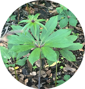 Paris Polyphylla Özü Paris Polyphylla Tozu Chonglou Özü - Product Image 4