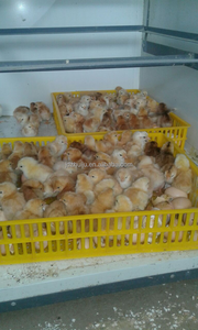 Cage de transport pour poussins, 60 pièces, cage de transport pour poussins d'un <span class=keywords><strong>jour</strong></span> - Product Image 6