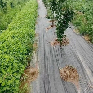 Nhà Máy Giá thấp màu đen Cỏ Repellent vải Weed rào cản vải địa kỹ thuật Weed kiểm soát vải nông nghiệp Cỏ bao gồm vải - Product Image 6