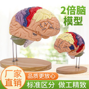 Modèle pédagogique : 2x Modèle de partition fonctionnelle du cerveau, Modèle du tronc cérébral avec différenciation des couleurs, 4 composants détachables, Médical - Product Image 2