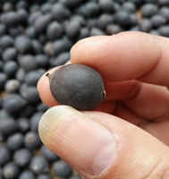 1kg Goedkope Prijs Bulk Rauwe Gehele Waterlelie Biologische Eetbare Lotuszaden van Lotusbloemzaad