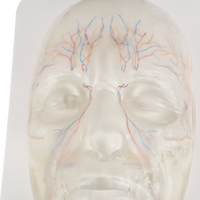 Maniquí de PVC para Entrenamiento de Inyecciones Faciales, Modelo de Cabeza para Esteticistas, Enseñanza de Inyecciones Faciales, Modelo Anatómico CP.KC.0588 CN SIC