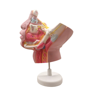 Nervo trigemino e i suoi rami ZM1212 ingrandito - Product Image 6