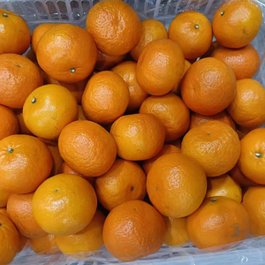 Mandarine fraîche, fruit sucré et juteux, mandarine d'exportation - Product Image 4