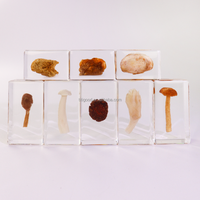Nature Real Cultivated Mushroom in Resin Spécimen Embedded Exploration Students Education Kit