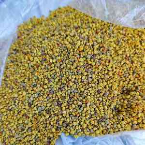 Polen de Habas Fresco al por Mayor de Alta Calidad, Polen de Colza en Polvo, al Mejor Precio - Product Image 6