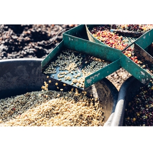 Suministro Directo de Granos de Café Verde Robusta de 60 kg, Premium 95, Proceso Honey, Tamaño Uniforme, Sin Defectos, Tostador Vietnam - Product Image 6