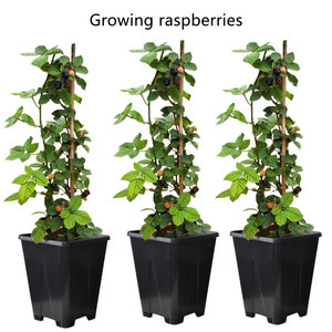 Ronbo Sunrise Grandes jardinières rectangulaires 1-25 Gal Pots de fleurs et fournitures pour plantes d'extérieur en gros bon marché - Product Image 2