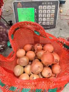 Cebola Orgânica Fresca de Melhor Qualidade, Preço de Atacado Barato, Cebola Amarela Fresca / Cebola Grande para Exportação - Product Image 5