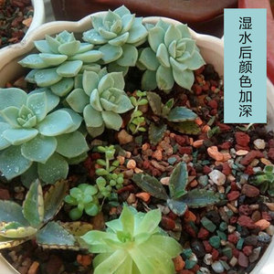 Substrat de jardinage en pierre arc-en-ciel, granulométrie moyenne, haute absorption d'eau, respirant, pour plantes en pot, paillis de surface - Product Image 3