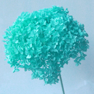 زهرة وخالدة بأوراق كبيرة من نبات الهيدرا, زهور مجففة بقطعة واحدة من نبات الهدرانيا ، زهور مجففة صغيرة من نبات الهدرانيا - Product Image 3