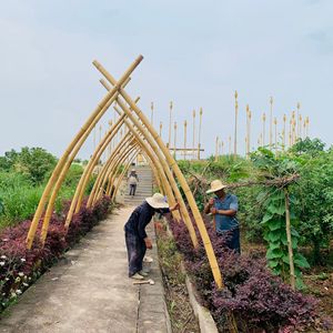 Master Bamboo Pavilion 10cm X 4-7m Outdoor Decorative Leisure Structure - Product Image 1