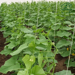 Invernadero Agrícola Económico de Cuerda Metálica, Duradero y Accesible, con Malla de Sombra Resistente a los Rayos UV para Vegetales - Product Image 5