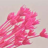 Fleurs d'anis étoilé séchées naturelles et colorées, préservées, toucher réel, pour la Saint-Valentin, la fête des mères, la remise des diplômes