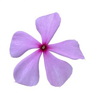 ผงสกัดแคทารันธัส โรซูส คุณภาพสูง ความเข้มข้นสูง 10:1 ผงแคทารันธัส โรซูส เกรดอาหาร - Product Image 3