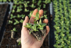 Les usines chinoises vendent de la <span class=keywords><strong>vermiculite</strong></span> pour faire pousser des <span class=keywords><strong>semis</strong></span>, éclore des œufs et améliorer le sol - Product Image 4