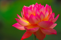 Frische Natürliche Rosa Lotusblüten 60-80cm Sträuße Export aus Vietnam Topseller 2022