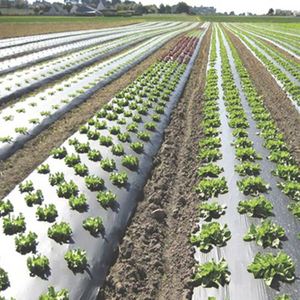 25 micron pe greenhouse plastic mulch film punch holes price, ldpe with uv Black Agriculture Mulching Sheet 1.5*500m