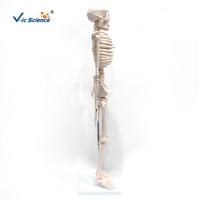 Squelette humain grandeur nature 85 cm avec 4 courbures et articulations mobiles pour la formation orthopédique CE ISO ROHS CNAS