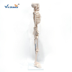 Esqueleto <span class=keywords><strong>Humano</strong></span> a Medio <span class=keywords><strong>Cuerpo</strong></span> de 85 cm con <span class=keywords><strong>4</strong></span> Curvaturas y Articulaciones Móviles para Entrenamiento Ortopédico, con Certificaciones CE, ISO, ROHS y CNAS - Product Image 3