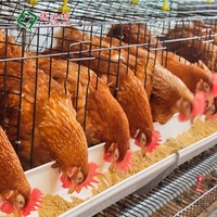 Cage de ponte de type A, équipement de ferme avicole à prix d'usine
