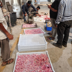 Horno Secador Inteligente de Bomba de Calor para Rodajas de Cebolla, Línea de Producción para Secado y Molienda de Rodajas de Cebolla - Product Image 2