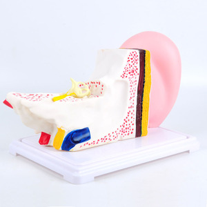 Modèle d'agrandissement de l'anatomie de l'oreille J33212 - Modèle de morphologie et de structure de l'oreille - Équipement expérimental pour les collèges et les lycées - Product Image 2
