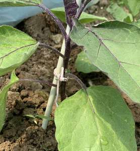 Tiges en fibre de verre Offre Spéciale pour support de tunnel de serre agricole - Product Image 3