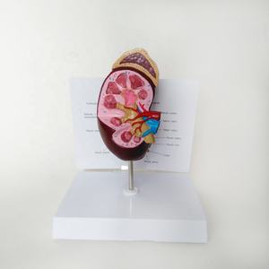 Modelo anatómico de enseñanza de ciencia médica, modelo de disección de riñón humano, modelo educativo de órganos, estructura anatómica de riñón - Product Image 2