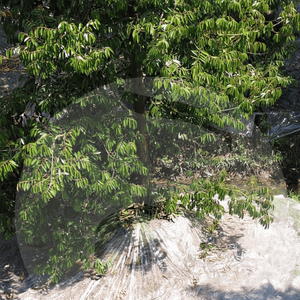 Película de mantillo agrícola para la supresión de malezas de la base del árbol Durian evita la competencia por los nutrientes en forma de rollo - Product Image 1