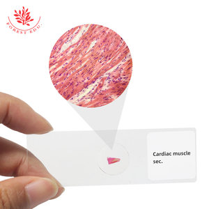 Hochschul bildung Herz muskel der menschlichen Sektion Histologie Folien - Product Image 2