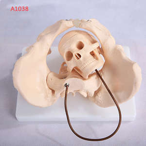 Modèle anatomique <span class=keywords><strong>du</strong></span> bassin féminin avec crâne fœtal, modèle osseux de gynécologie A1038 - Product Image 2