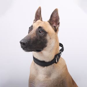 2025 nouveau sécurisé <span class=keywords><strong>Anti</strong></span> évasion moderne Polyester grand <span class=keywords><strong>chien</strong></span> Traction antidéflagrant réglable écologique <span class=keywords><strong>collier</strong></span> de corde de charge - Product Image 6