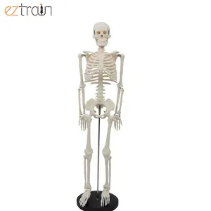 Simple Skeleton Model Half Size White Anatomical Human Body Manikin