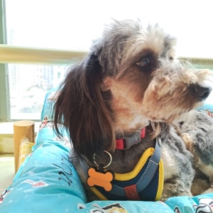 स्वनिर्धारित लोगो हड्डी सिलिकॉन उच्च बनाने की क्रिया पालतू पशु आईडी टैग प्यारा कुत्ते आईडी टैग - Product Image 3