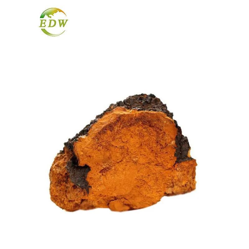 Polvo orgánico de setas, Lions, Cordyceps, Ganoderma, extracto de Chaga