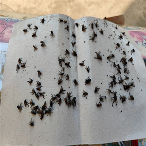 Piège à mouches adhésif à haute viscosité, non toxique, à suspendre, longue durée, attrape-insectes à colle pour intérieur, directement de l'usine - Product Image 4