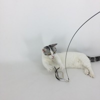 Jouet interactif en peluche plume chat bâton Teaser chat tige chaton ventouse avec plume cloches fil
