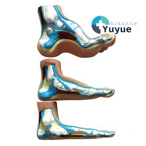 Podiatri Öğretimi için 3 Çeşit Ayak Kemeri Anatomisi Modeli Normal Düz ve Yüksek Kemerli Ayaklar - Product Image 1