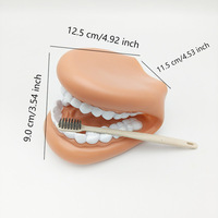 Modelo de Demostración de Cavidad Oral Flexible de Silicona Suave de Gran Tamaño con Cepillo de Dientes