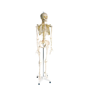 <span class=keywords><strong>Esqueleto</strong></span> educativo médico de todo el cuerpo 170cm <span class=keywords><strong>esqueleto</strong></span> <span class=keywords><strong>humano</strong></span> 3D de tamaño completo - Product Image 1