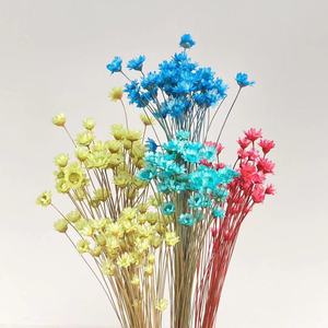 Proveedor Mayorista de Yunnan, Flores Secas Naturales Brasileñas, Mini Margaritas Secas para Manualidades, Personalizadas para el Día de la Madre, San Valentín, Pascua, Floristería - Product Image 6